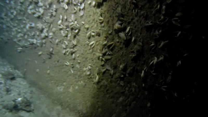 invasive zebra mussels in underwater tunnel