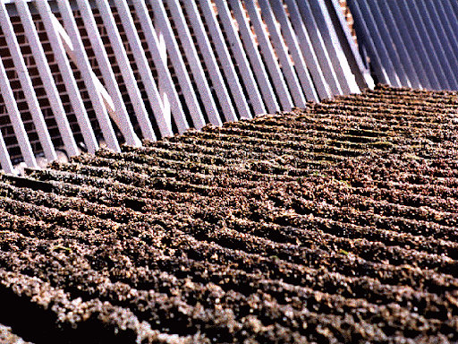 Zebra Mussel Management Photo 2 Zebra Mussel Management Project